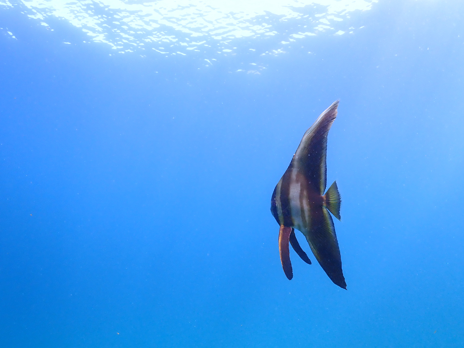 海が穏やかで快適すぎるるる~ぅ♪ 海ログと海況 黄金崎ダイブセンター