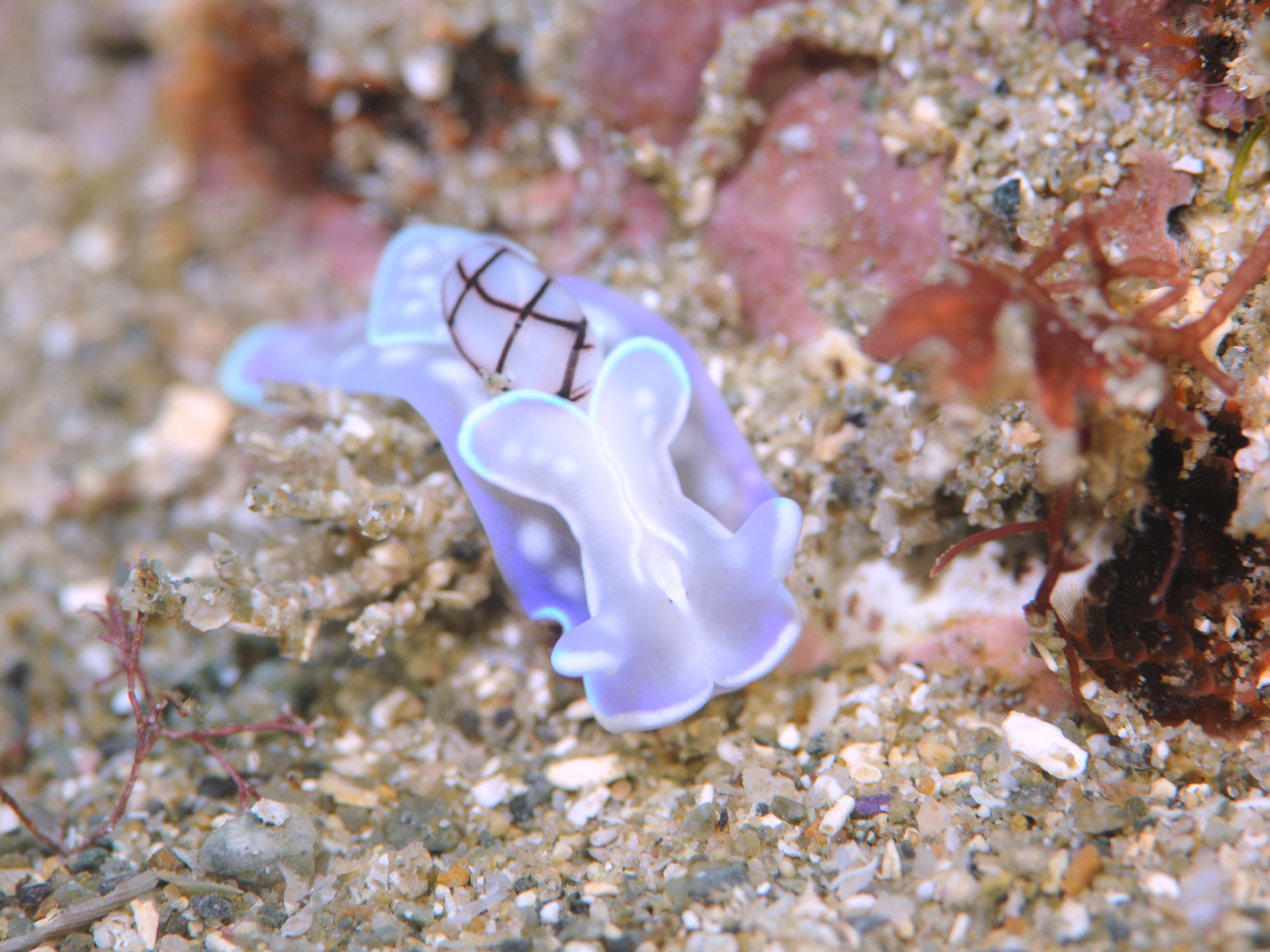今日も出た！綺麗なコンシボリガイ♪ 海ログと海況 黄金崎ダイブセンター