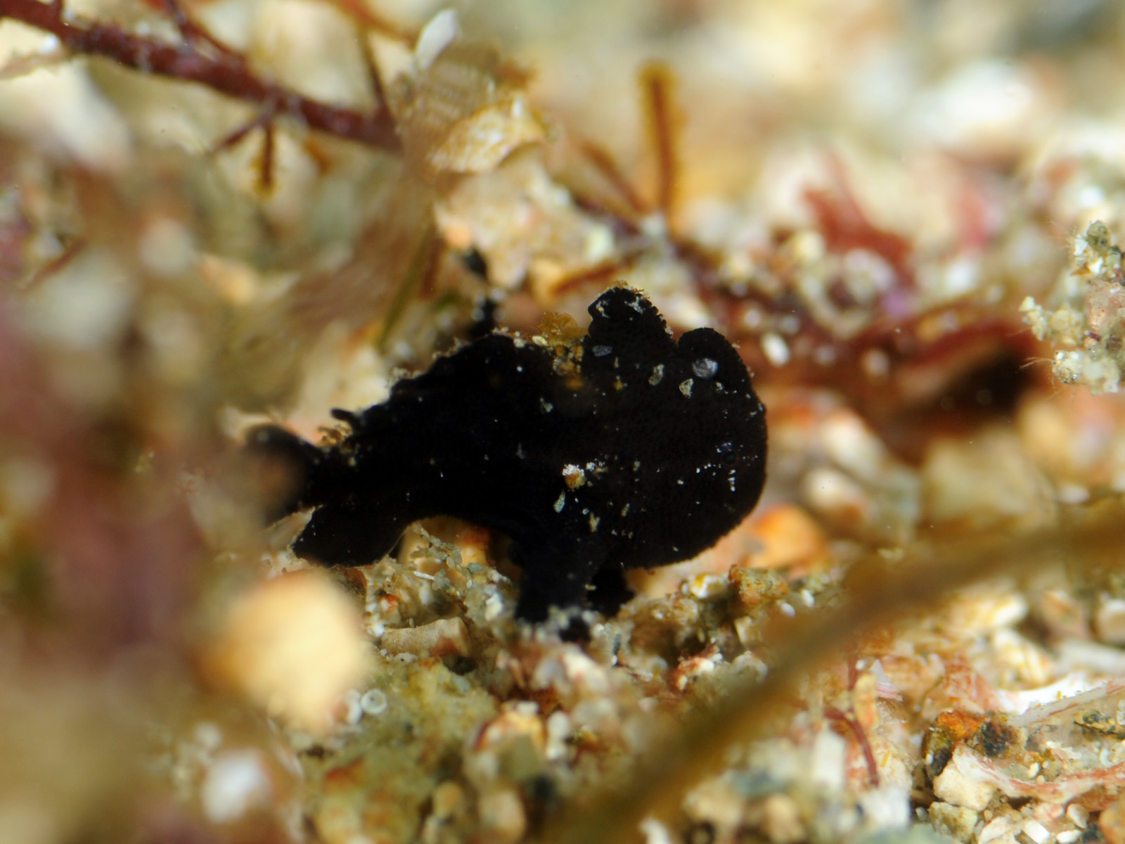 黄金崎はカエルアンコウのパラダイスや～！ | 海ログと海況 | 黄金崎